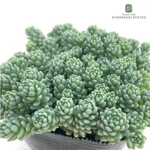 日本花キ流通 多肉植物 seエンジェルティアーズ錦 多肉植物 7.5cm