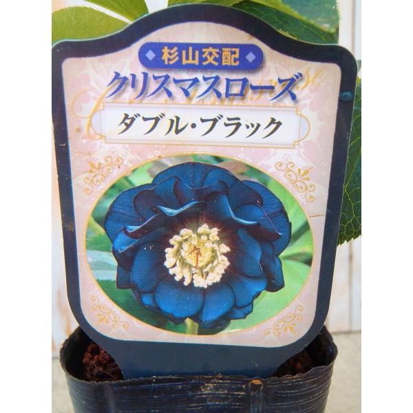 クリスマスローズ苗 ダブルブラック 杉山交配 9cmポット 宿根草 ガーデニング sgy