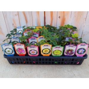 クリスマスローズ苗 ダブル 3株セット 杉山交配 おまかせセット 宿根草 ガーデニング sgy