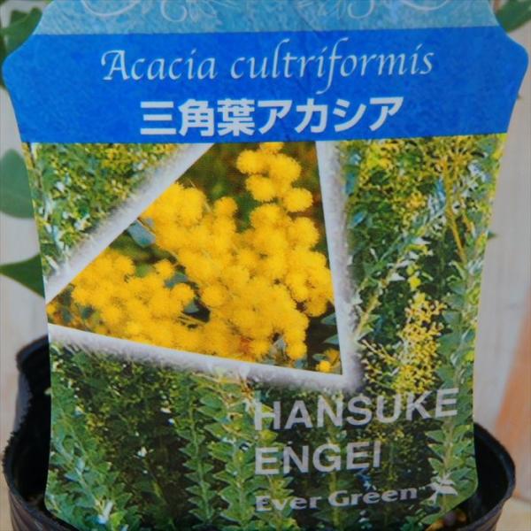 アカシア 三角葉アカシア 10.5cm ポット庭木 苗木 花木 hnsa
