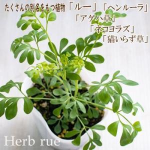 予約販売 ルー 苗 3個セット 9cmポット ネコヨラズ アゲハソウ ヘンルーダ ガーデニング 送料...