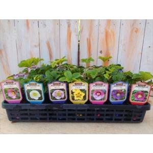 クリスマスローズ苗 シングル 3株セット 杉山交配 おまかせセット 宿根草 ガーデニング sgy