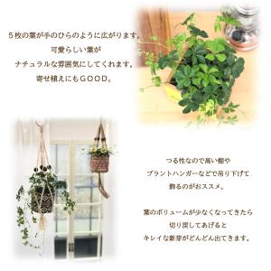 観葉植物 パーセノシッサス シュガーバイン 9...の詳細画像1