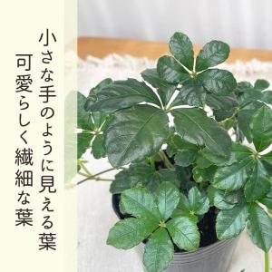 観葉植物 パーセノシッサス シュガーバイン 9...の詳細画像1