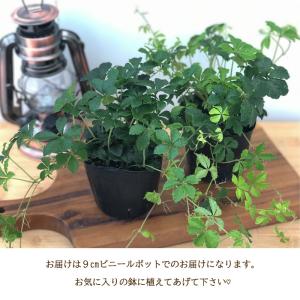 観葉植物 パーセノシッサス シュガーバイン 9...の詳細画像2