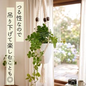 観葉植物 パーセノシッサス シュガーバイン 9...の詳細画像2