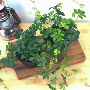 観葉植物 パーセノシッサス シュガーバイン 9...の詳細画像3