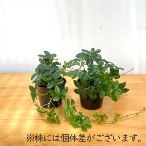 観葉植物 パーセノシッサス シュガーバイン 9...の詳細画像3