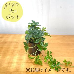 観葉植物 パーセノシッサス シュガーバイン 9...の詳細画像4