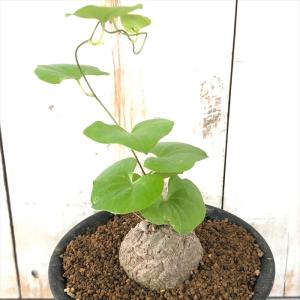 多肉植物 os亀甲竜 キッコウリュウ おもしろ...の詳細画像1