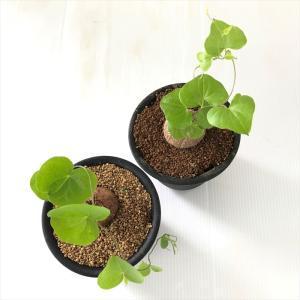 多肉植物 os亀甲竜 キッコウリュウ おもしろ...の詳細画像3