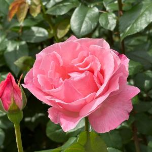 日本花キ流通 予約販売 バラ苗 バラ大苗 大輪 ラ・フランス 四季咲き