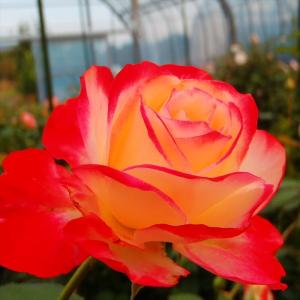 日本花キ流通 予約販売 バラ苗 バラ大苗 中輪 マリーナ 四季咲き 薔薇