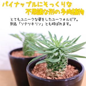 多肉植物 sdユーフォルビア パイナップルコー...の詳細画像1