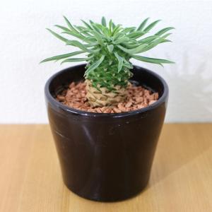 多肉植物 sdユーフォルビア パイナップルコー...の詳細画像2