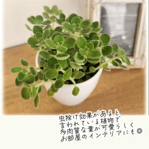 観葉植物 cot アロマティカス 3.5号鉢 ...の詳細画像1