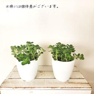観葉植物 cot アロマティカス 3.5号鉢 ...の詳細画像2