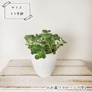 観葉植物 cot アロマティカス 3.5号鉢 ...の詳細画像3