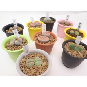 多肉植物 caメセンブリアンテマム（リトープス）おまかせ6個セット 多肉植物