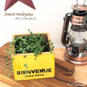 多肉植物 seグリーンネックレス 多肉植物 9cmポット