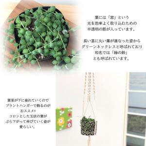 多肉植物 seグリーンネックレス 多肉植物 9...の詳細画像2