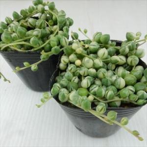 多肉植物 se斑入りグリーンネックレス 多肉植...の詳細画像1