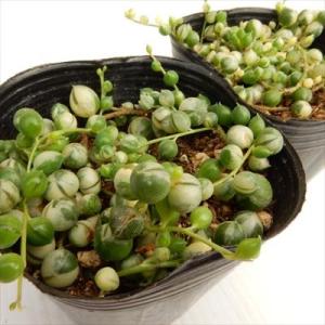 多肉植物 se斑入りグリーンネックレス 多肉植...の詳細画像2