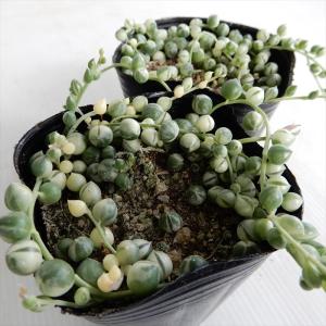多肉植物 se斑入りグリーンネックレス 多肉植...の詳細画像3