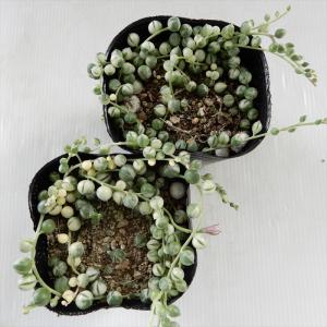 多肉植物 se斑入りグリーンネックレス 多肉植...の詳細画像4