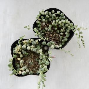 多肉植物 se斑入りグリーンネックレス 多肉植...の詳細画像5