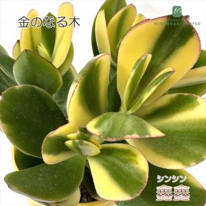花月（かげつ）約15〜20cm 縁起物金運アップ 金のなる木 多肉植物