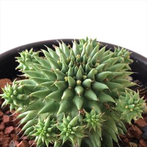 フラワーネット日本花キ流通 サボテン ユーフォルビア サボテン 多肉植物 Yahoo ショッピング