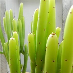 多肉植物 sdユーフォルビア カウボーイブッシュ 多肉植物 観葉植物 10.5cmポット