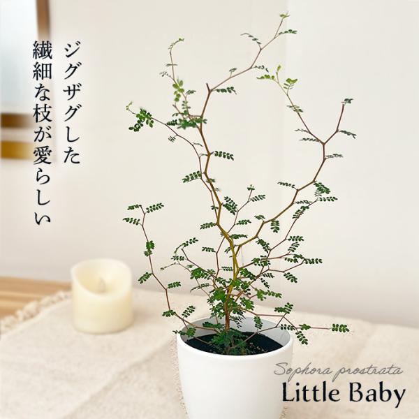観葉植物 cot ソフォラ ミクロフィラ リトルベイビー 3.5号鉢 メルヘンの木 観葉植物 小型 ...