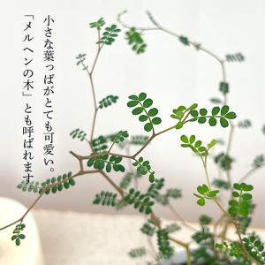 観葉植物 cot ソフォラ ミクロフィラ リト...の詳細画像1