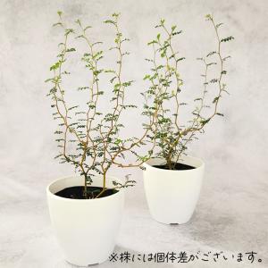 観葉植物 cot ソフォラ ミクロフィラ リト...の詳細画像2