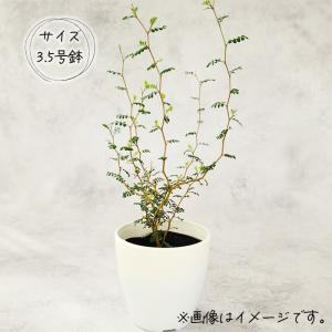 観葉植物 cot ソフォラ ミクロフィラ リト...の詳細画像3