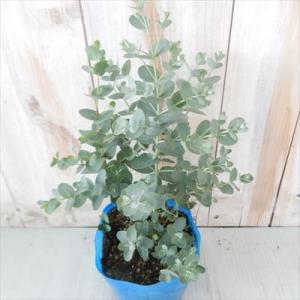 ユーカリ苗 グーニー  グニー ハーブ 10.5cmポット Herb