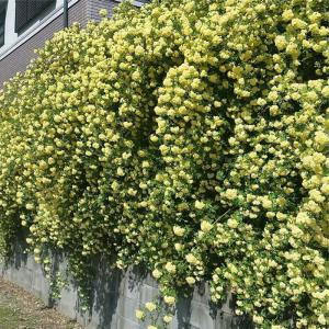 モッコウバラ 苗 の商品一覧 花 ガーデニング 通販 Yahoo ショッピング