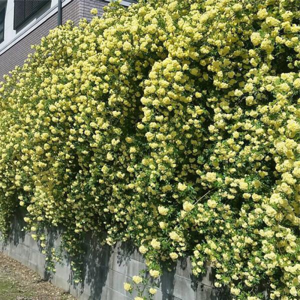 予約販売 バラ苗 バラ大苗 モッコウバラ （黄） 10.5cmポット バラ苗 12月中旬以降発送