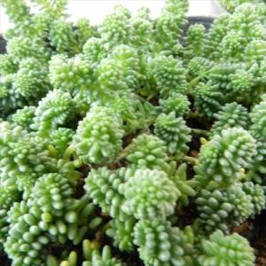 多肉植物 アエオニウム 愛染錦 7.5cmポット 観葉植物 インテリア mur