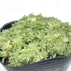 ギムノカリキウム　サグリオニス　&　ゼガラエ　FNつき　25種類セット ザーネクリーム | マツキヨココカラオンラインストア