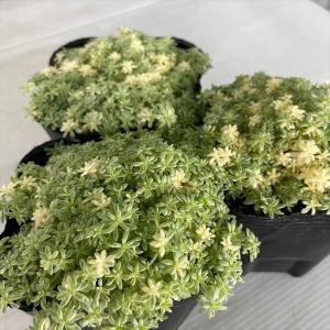 多肉植物 seセダム ミルクゥージ 多肉植物 ...の詳細画像1