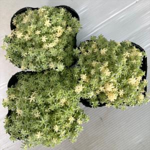 多肉植物 seセダム ミルクゥージ 多肉植物 ...の詳細画像2