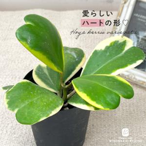 観葉植物 斑入りハートホヤ 3号鉢 ハートホヤ ラブラブハート ホヤカーリー 観葉植物 小型 小さい 室内 贈り物 プレゼント インテリア おしゃれ