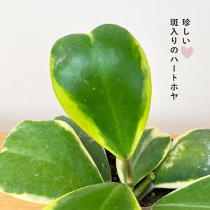 観葉植物 斑入りハートホヤ 3号鉢 ハートホヤ...の詳細画像1