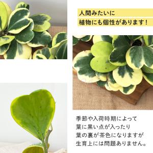 観葉植物 斑入りハートホヤ 3号鉢 ハートホヤ...の詳細画像2