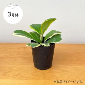 観葉植物 斑入りハートホヤ 3号鉢 ハートホヤ...の詳細画像5