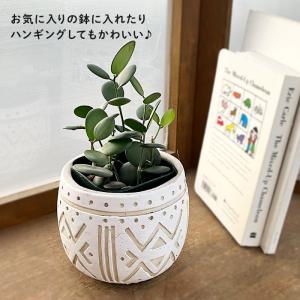 多肉植物 caクセロシキオス 緑の太鼓 グリー...の詳細画像1