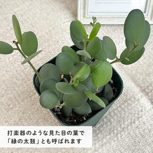 多肉植物 caクセロシキオス 緑の太鼓 グリー...の詳細画像2